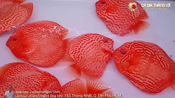 Cá dĩa beo abino và bồ câu abino mới về | Cá Dĩa Thắng Lợi | discus vietnam