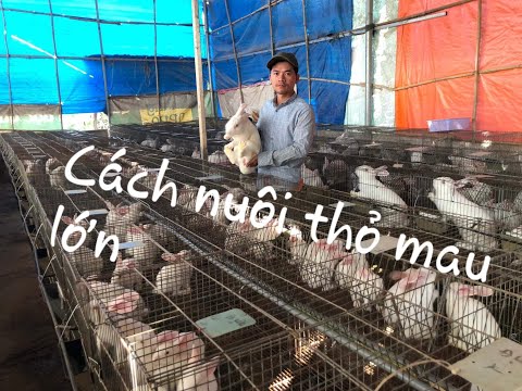 Kỹ thuật nuôi thỏ mau lớn, đạt hiệu quả tối đa . 0978329438