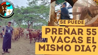 PREÑAR 55 VACAS EL MISMO DIA