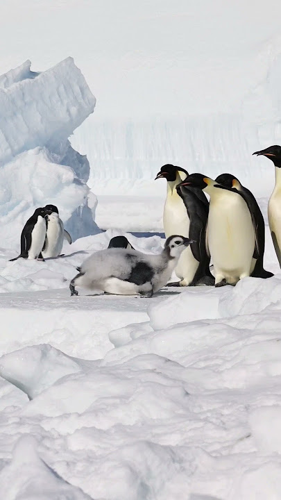Adelie penguin slaps an Emperor penguin chick. #penguin #wildlife #birds