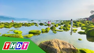Người dân đi săn ảnh trên thảm rêu xanh dọc bờ biển Đà Nẵng | THDT