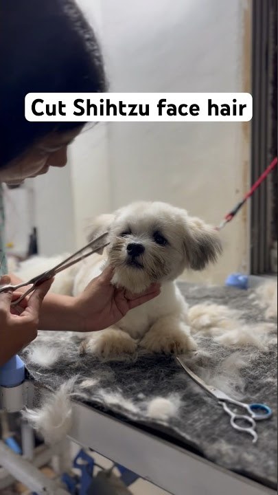 How to cut a Shihtzu face hair #face #cut #dog #grooming