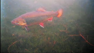 Ice Fishing for GIANT  INLAND Brook Trout!
