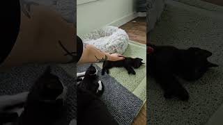 @animalcreeppetsitting: Scritchy scratchies and belly rubs for my (not so) feral fosters.