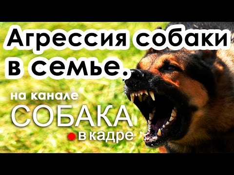 Видео: Будет ли борьба с моей собакой сделать ее более агрессивной?