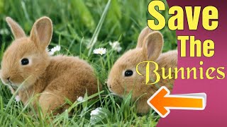 Bunny Whisperer.!! Man rescues baby bunnies from Bush..!!