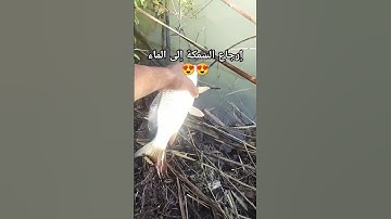 إرجاع السمكة إلى الماء 😍#سورة_البقرة #آية_الكرسي #قرآن #قران_كريم #المصحف #اكسبلور