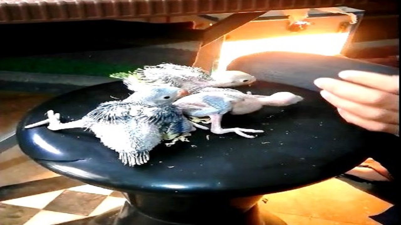 Alexander Baby Parrot growth day by day Baby Alexandrine Parrots