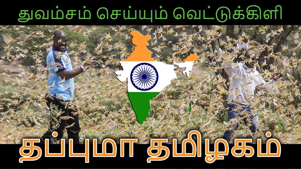 Vettukili attack 2020 | Grasshopper attack in india 2020 - YouTube