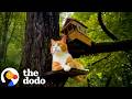 Diese Freigängerkatze Hat Ihr Eigenes Baumhaus The Dodo