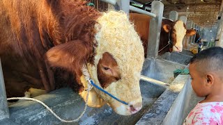 Download lagu Sturdy, Handsome, and Curly-Haired, the Big-Headed Simmental at the BSF Farm