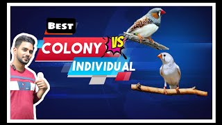 New Finches Setup | Colony Breeding vs Individual zebra finches which is best ?