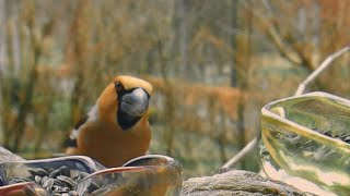 Dinosaur Buffet - S03E10 - Hawfinch