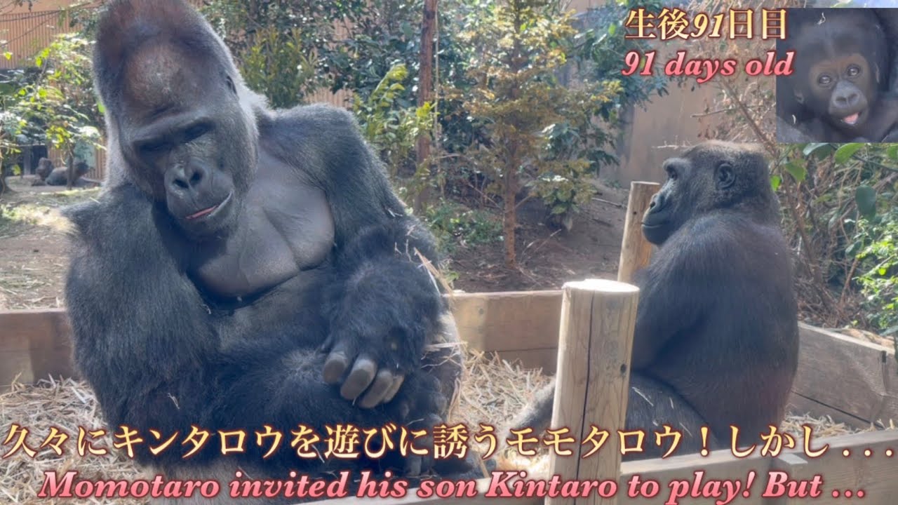 Горилла⭐️Момотаро разбудил спящего Кинтаро и впервые за долгое время пригласил его поиграть.