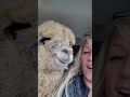 Bringing our new alpaca baby home!