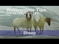 Watercolour Tip from PETER WOOLLEY:  Sheep