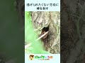 穴のクワガタを棒でツンツン！出てきました♪