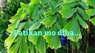 On our way manguha ug PATIKAN for decoration!!!!nguha pa more..