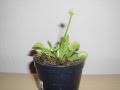 Venus FlyTrap Grow Up 3 Months TIME LAPSE