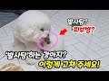 강아지가 계속 발을 핥는다면? '발사탕'은 이렇게 고쳐주세요!