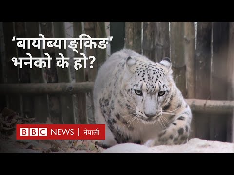 Frozen Zoo: लोप हुने अवस्थामा पुगेका जनावरको संरक्षणमा ‘बायोब्याङ्किङ’  - BBC Nepali Sewa