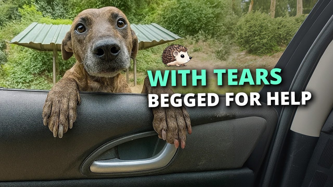 She was in so much pain, and begged for help from a passing car. - YouTube