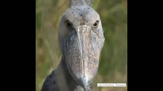 Download Lagu The Shoebill is a rather rare bird: there are less than 10,000 individuals. #Shorts MP3 Download Lagu The Shoebill is a rather rare bird: there are less than 10,000 individuals. #Shorts MP3