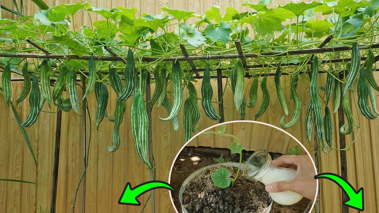 How to grow snake gourd from seeds with fresh milk, Results are surprising