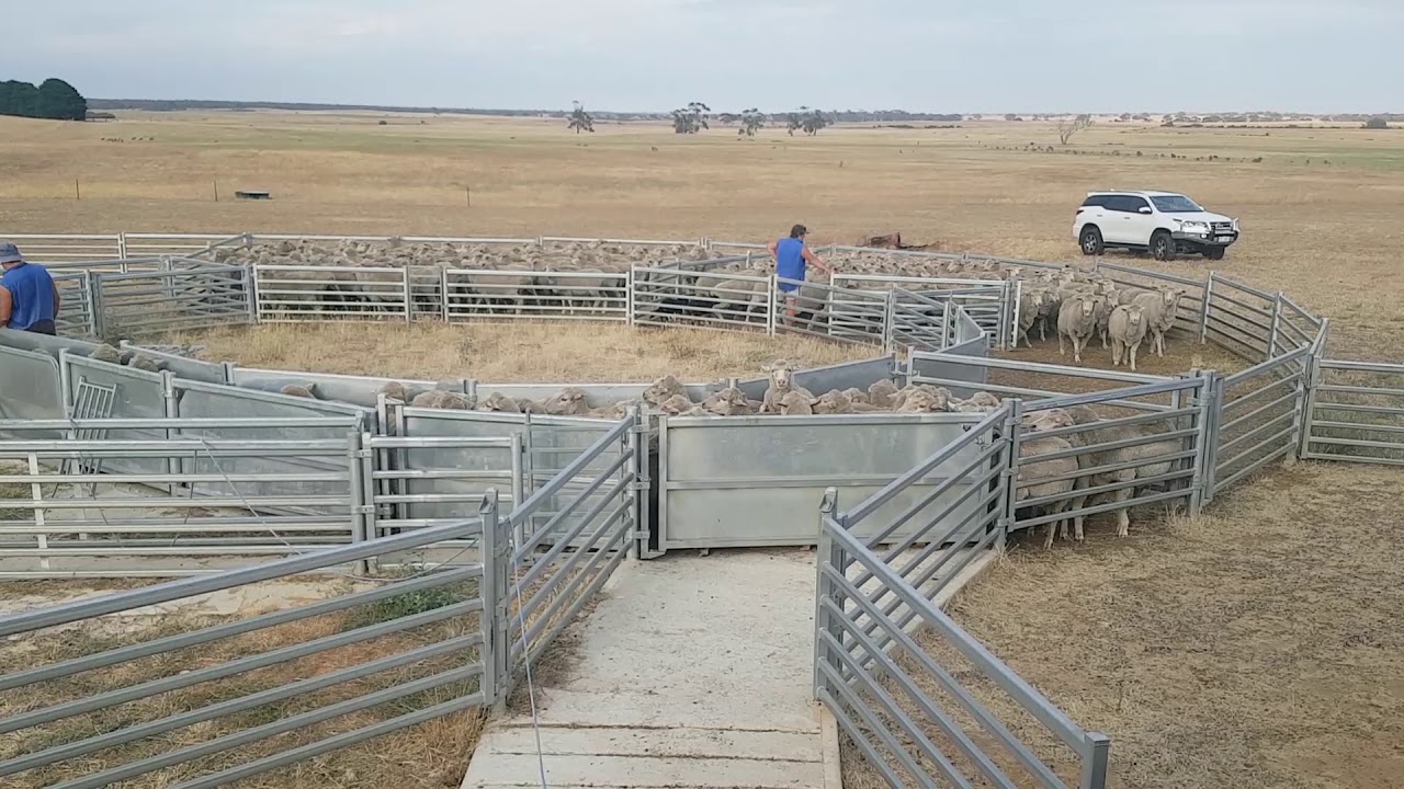 Sheep Yards- Kaniva, Vic