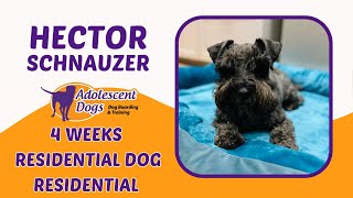 Hector the Miniature Schnauzer  4 Weeks Residential Dog Training