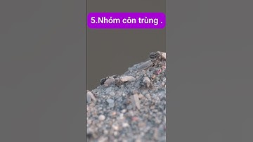 cách diệt sâu rầy rệp bằng chế phẩm sinh học tự làm tại nhà an toàn #khoahoccaytrong