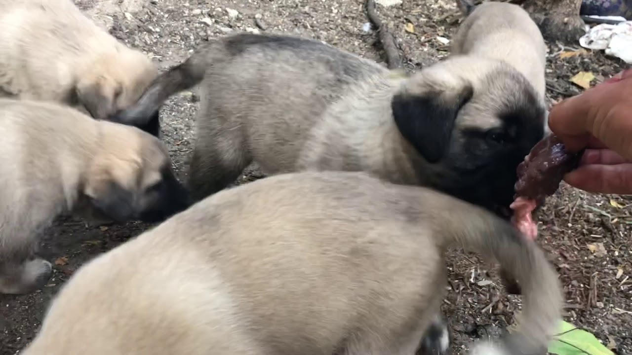 kangal dövüşleri +18 YouTube