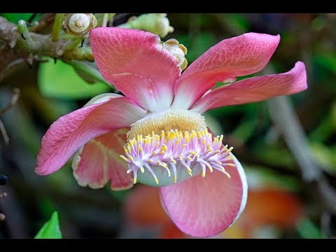 Vidéo: Fleur Tropicale Au Coeur De Singapour
