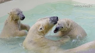 新獣舎で暮らし始めたホッキョクグマ親子~Polar Bears in new space