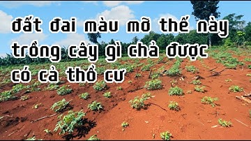 nợ nần tè le giảm giá  bán bớt đất vườn màu mỡ khu dân cư có thổ cư giá rẻ ở bà rịa vũng tàu