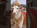 नंदी महारानी की आशीर्वाद तुम्हारे साथ है भक्त #shortvideo #fyp #foryou