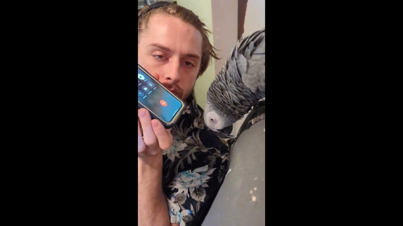 Parrot Makes The End Call Sound