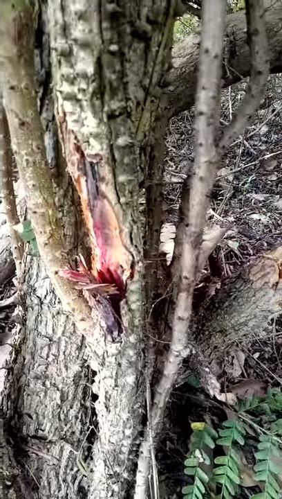 proses pengambilan kayu secang