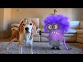 Animations in real life vs funny dogs   purple minion