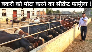 बकरी की सेहत बन जाएगी इस फार्मूले के बाद | Bakri Ko Mota Karne Ka Tarika | Goat Feed For Weight Gain
