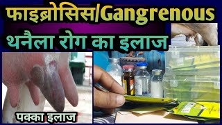 Treatment of fibrosis/Gangrenous Mastitis Cow/Buffalo/Goat||फाइब्रोसिस थनैला रोग का इलाज