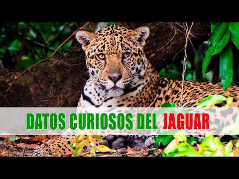 Video: ¿Qué come Panthera Onca?