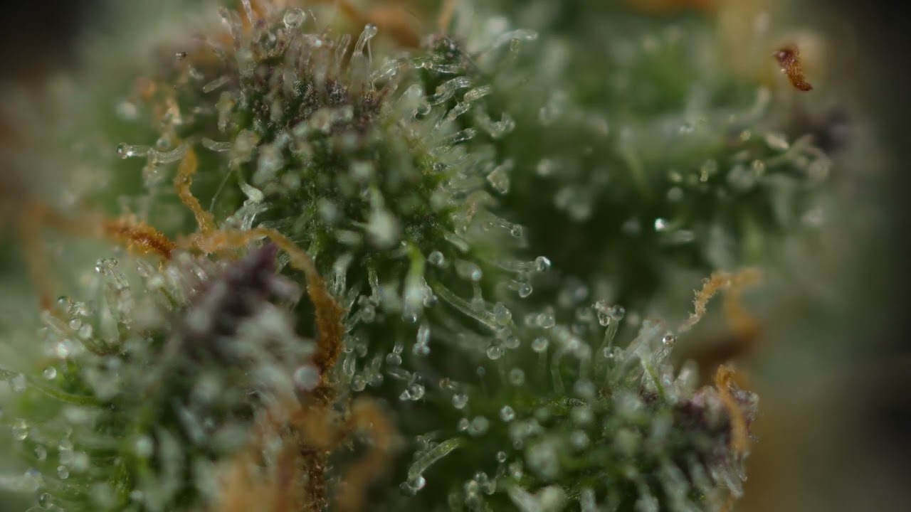4K Trichome Macro Visualizer