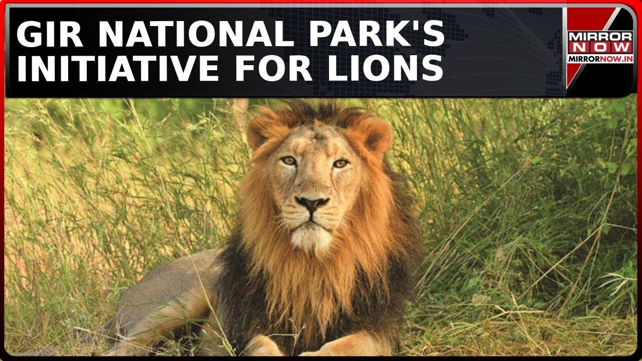 Watch: Gujarat Forest Department Launches Advanced Speed Monitoring System In Gir National Park