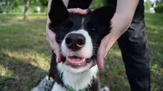 Border collie Tishka 5 months - puppy dog trikcs