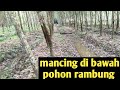 Mancing belut di bawah pohon rambung