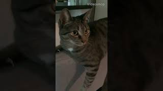 She Loves Laying On This Chair