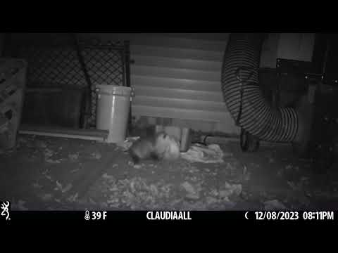 Opossum Pilfers Blanket