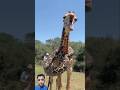 الزرافة مستمتعه بالعبة مع الافعى Shorts 
