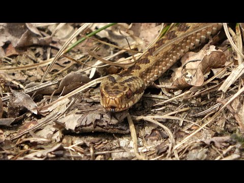 Adders warmen zich op in de voorjaarszon